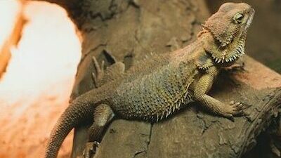 Why is my bearded dragon not moving around as much?