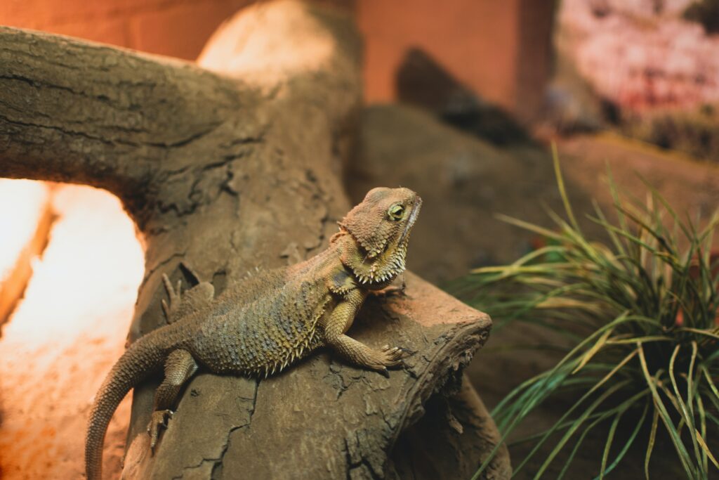 What is the longest lifespan of a bearded dragon