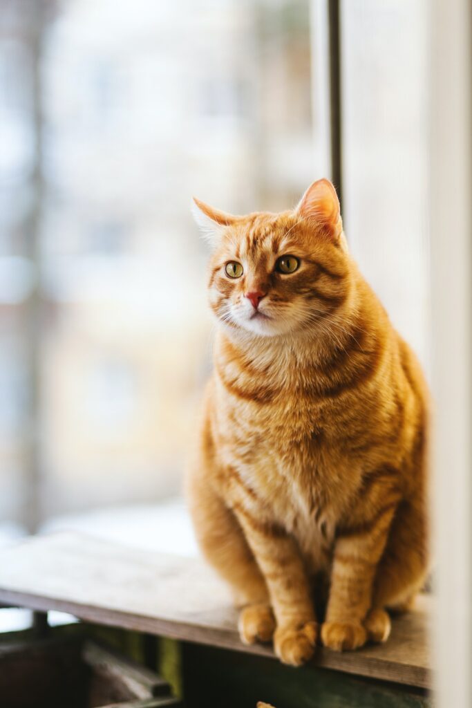 How long can a cat hold its pee