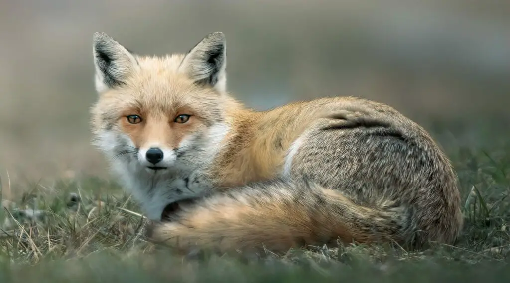 Why do fox scream at night