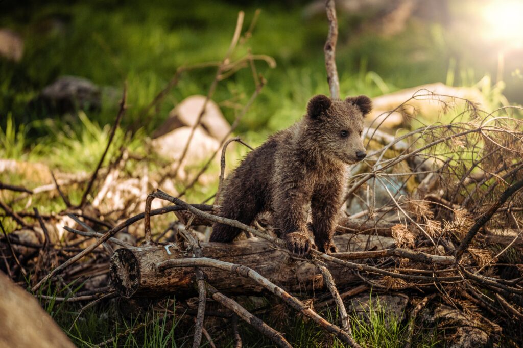 Will a 10mm stop a grizzly bear