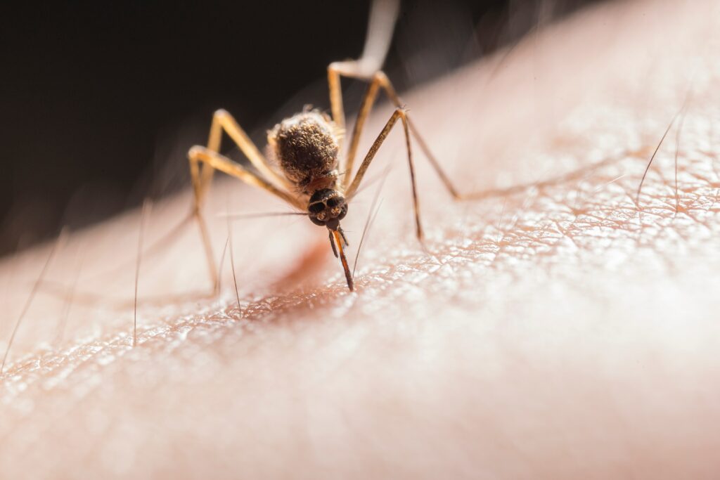 What Insect is Biting me under my Clothes?