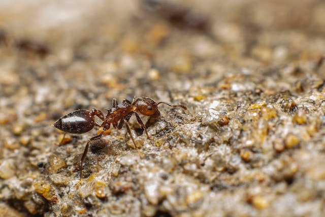 What do ant poop look like