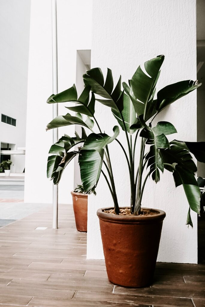 How do i get rid of gnats in my potted plants with hydrogen peroxide