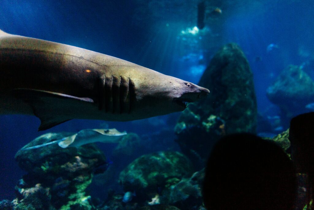 Is a shark a dinosaur?