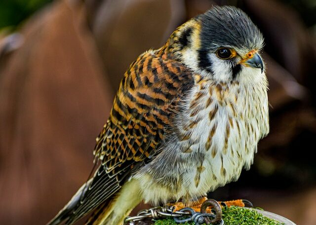 What animal has orange eyes