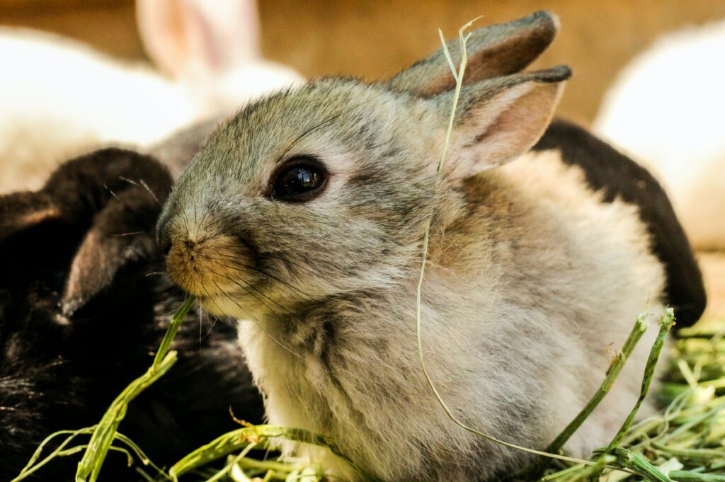 Can rabbits eat corn