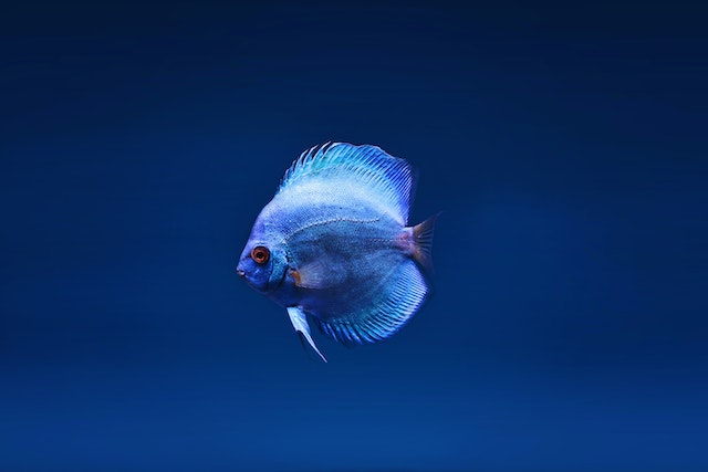 Do dead betta fish float or sink?