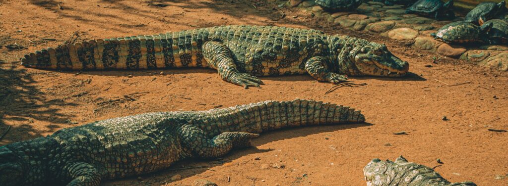 Is a alligator considered a dinosaur