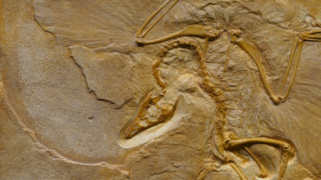 What was the largest prehistoric centipede