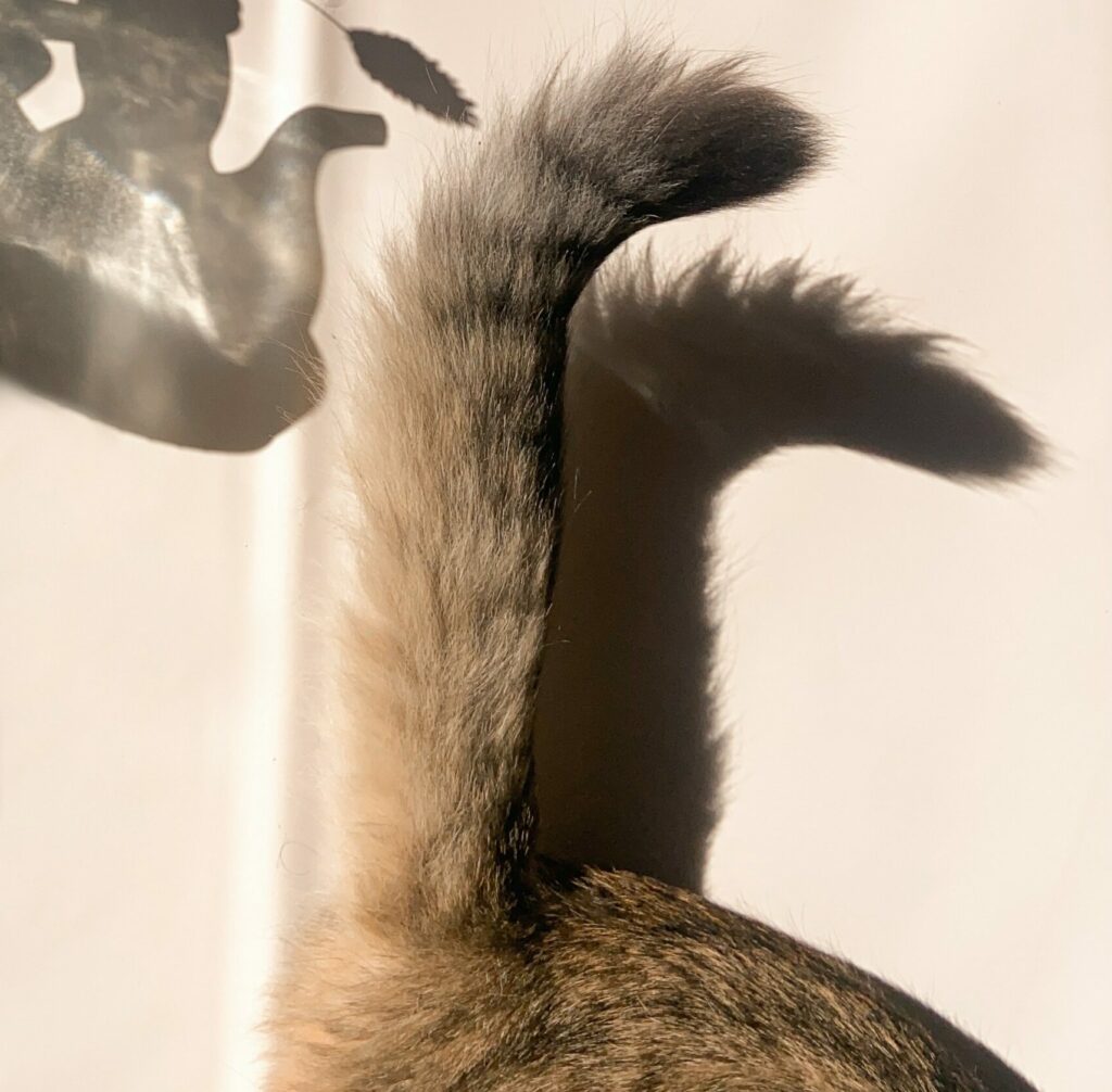 What is the 6 tails name