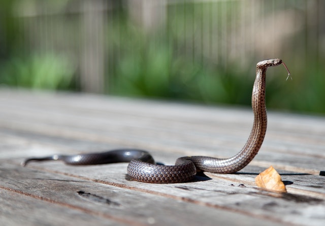 Does a baby snake mean there are more?