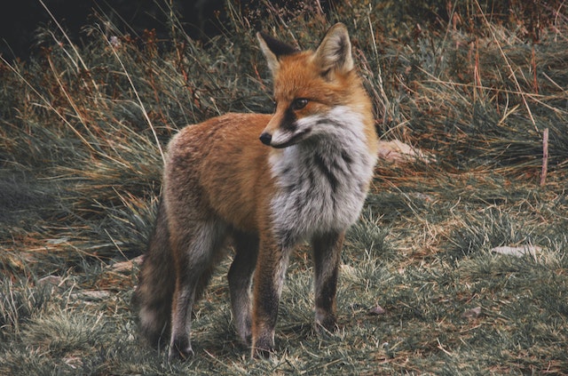 What eats a fox?