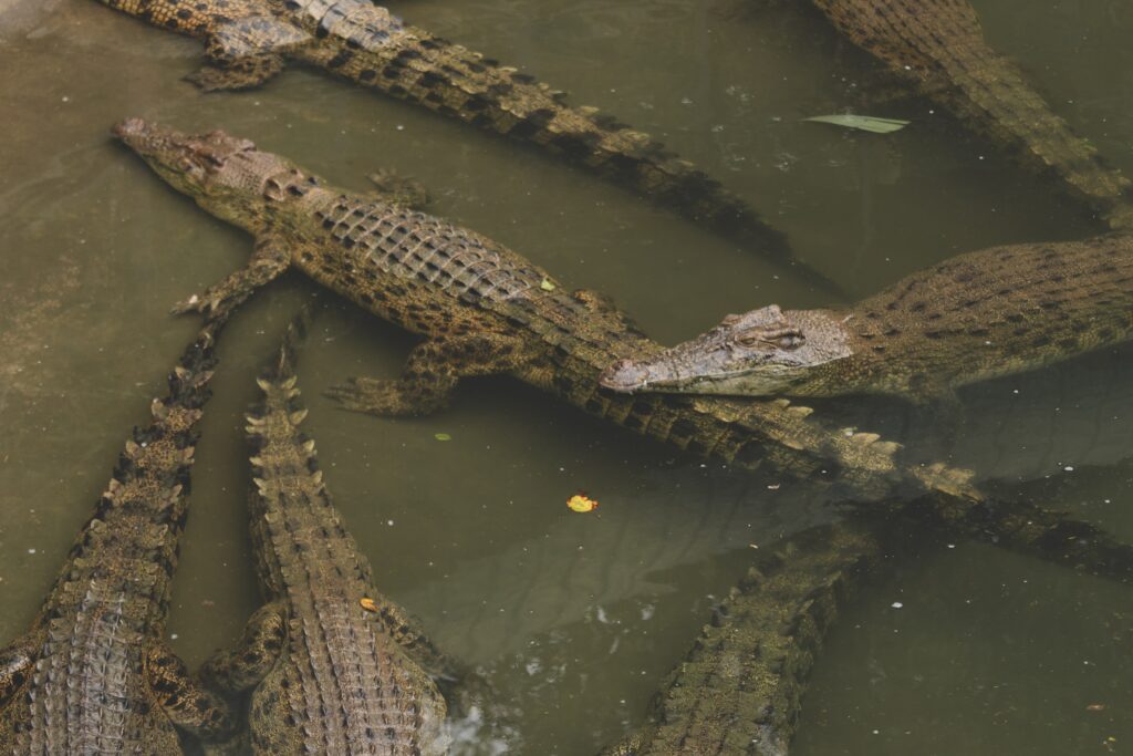 what are group of alligators called