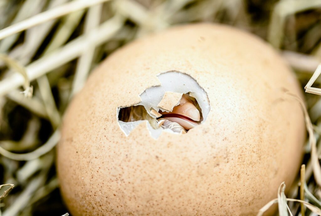 How do you tell if a chick has died in the egg