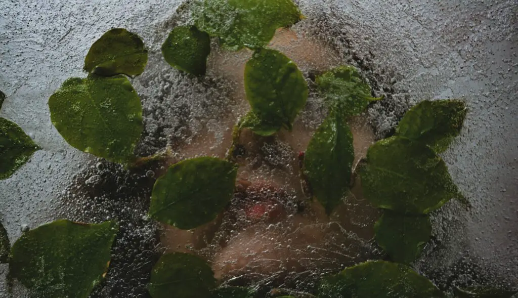 Should you ice your face in the morning or at night