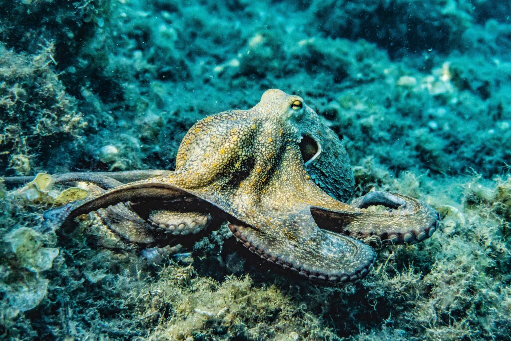 Do all octopus have 9 brains