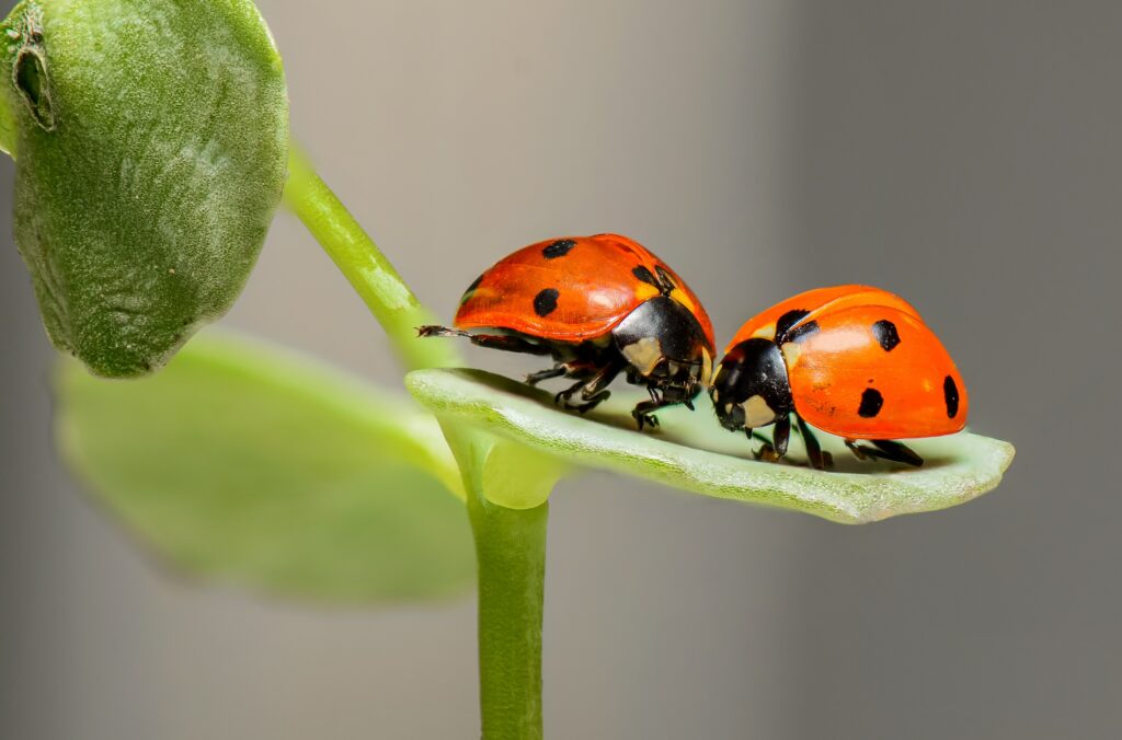 What homemade remedy kills gnats ?