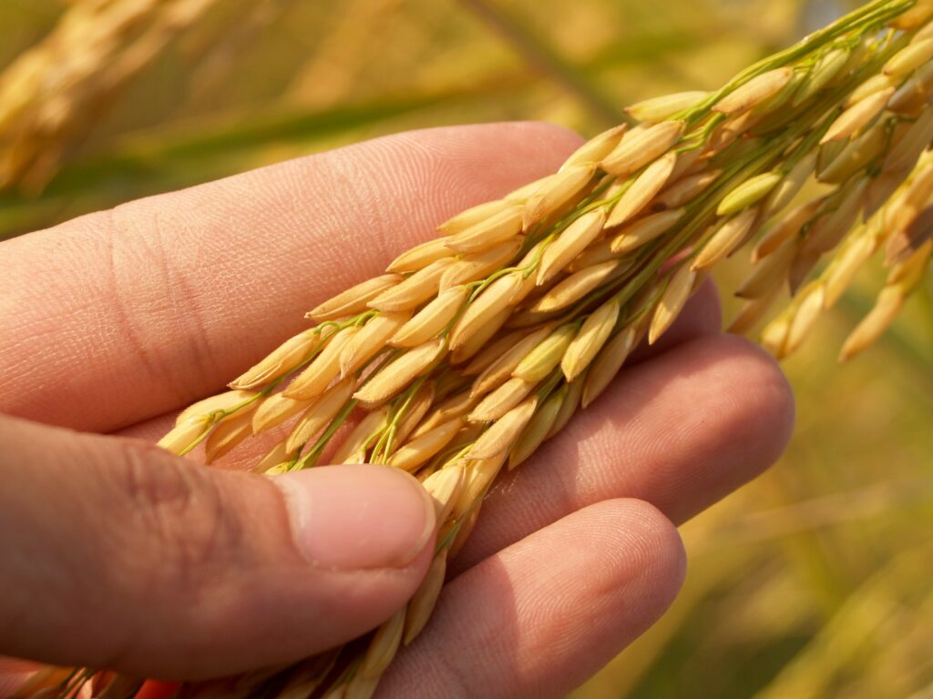 Can rice give you gas