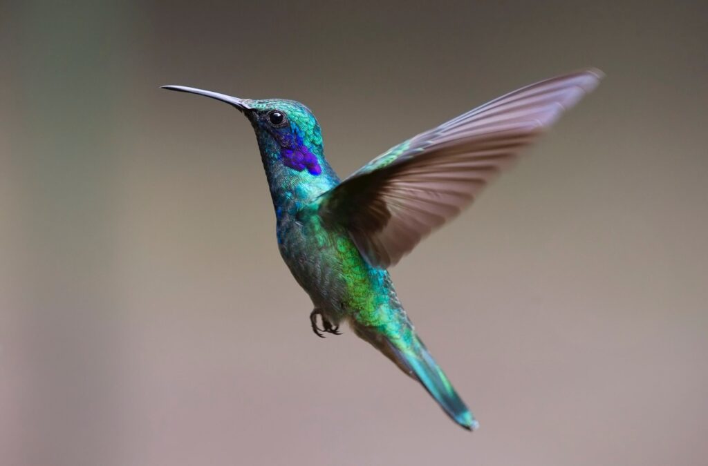 Where do hummingbirds go in the winter