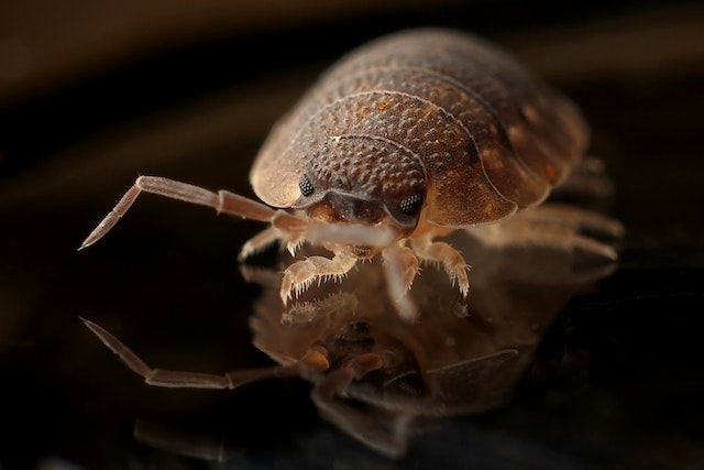 What do bed bug stains look like on sheets