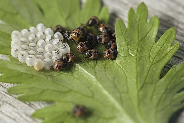 What does a maggot eggs look like
