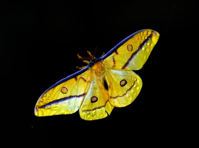 What does the yellow butterfly mean in Encanto? 