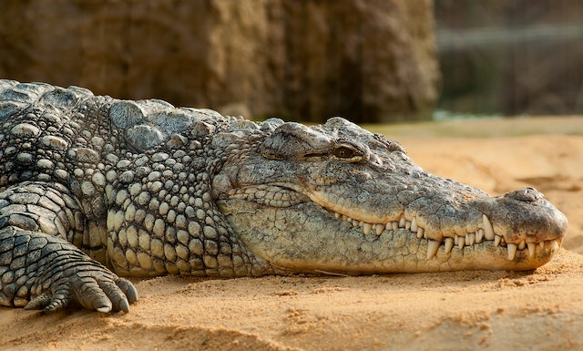 What animal has the strongest bite