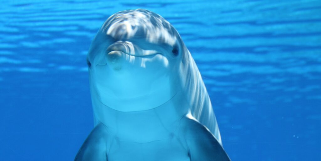 Why do dolphins love pregnant woman