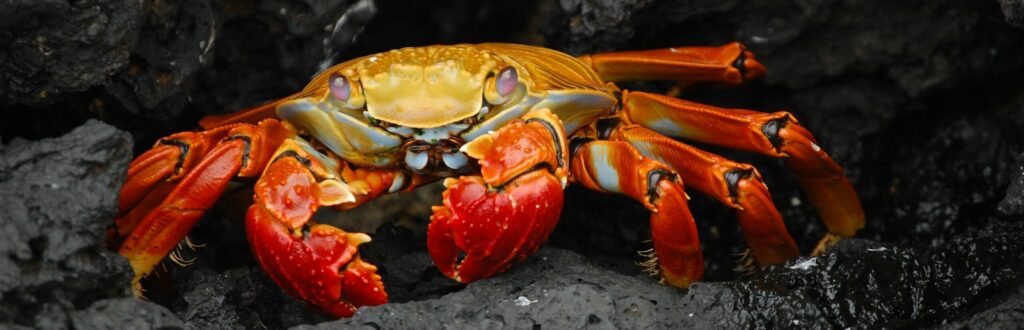 What happens if a crab pinches you