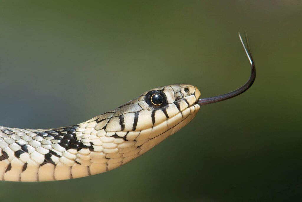 Will a snake disappear if it eats itself