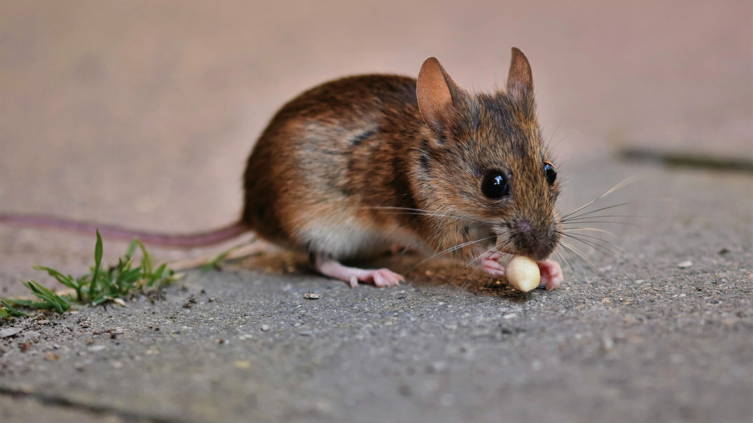 What happens to a mouse after it eats poison? Gek Buzz