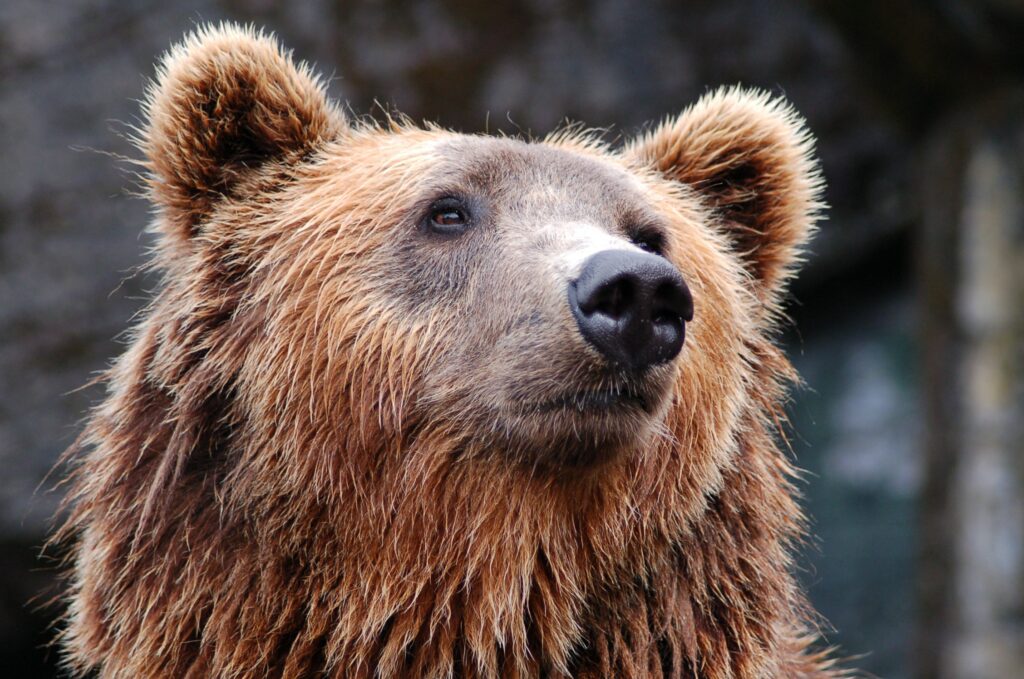 What bear kills the most humans every year