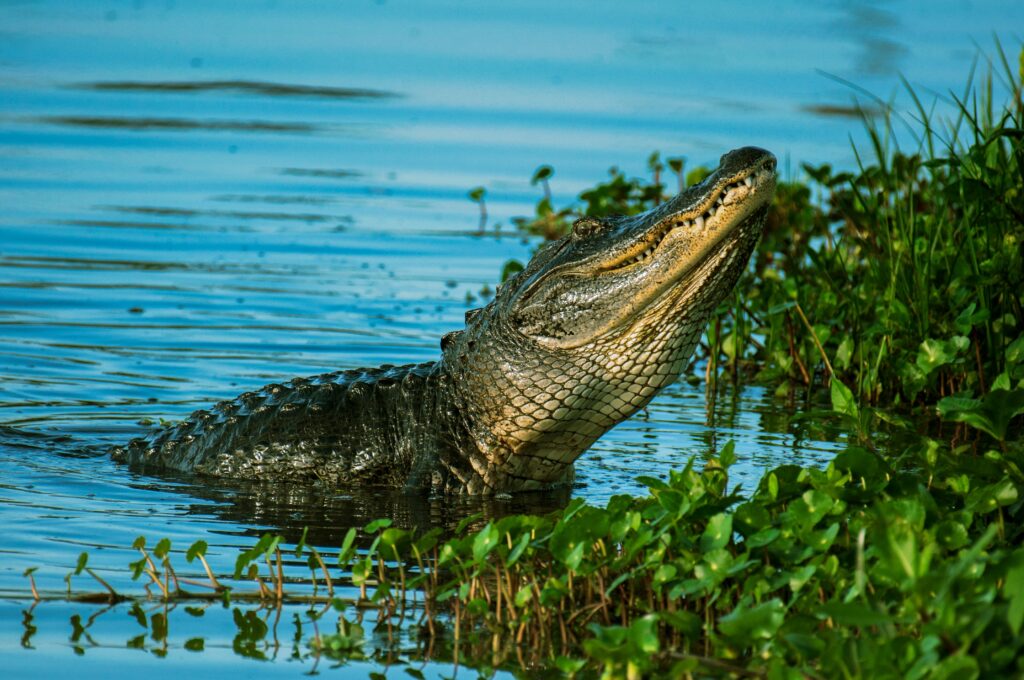 Do alligators like humans