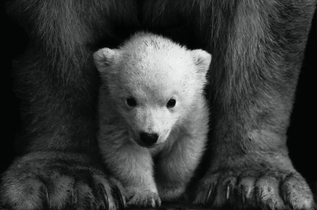 What are the closest relatives to bears