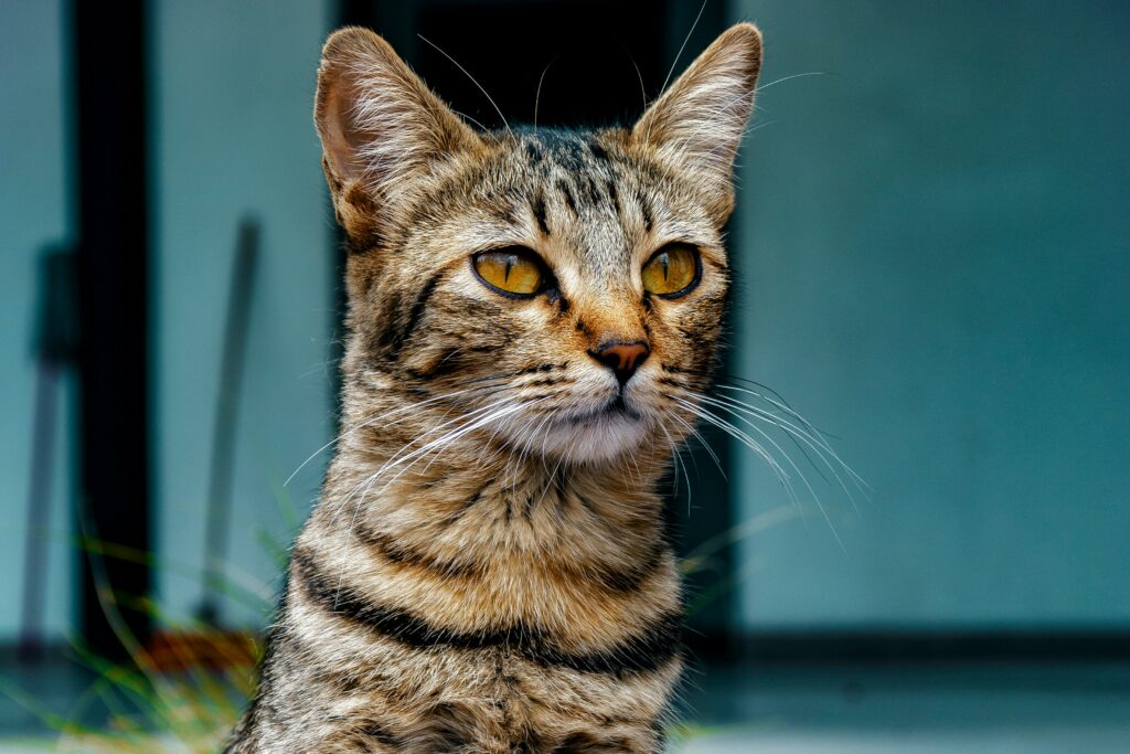Do i quarantine a cat with worms?