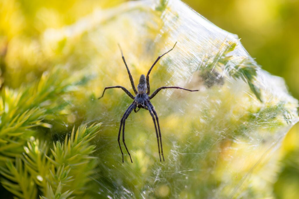 What eats a wolf spider