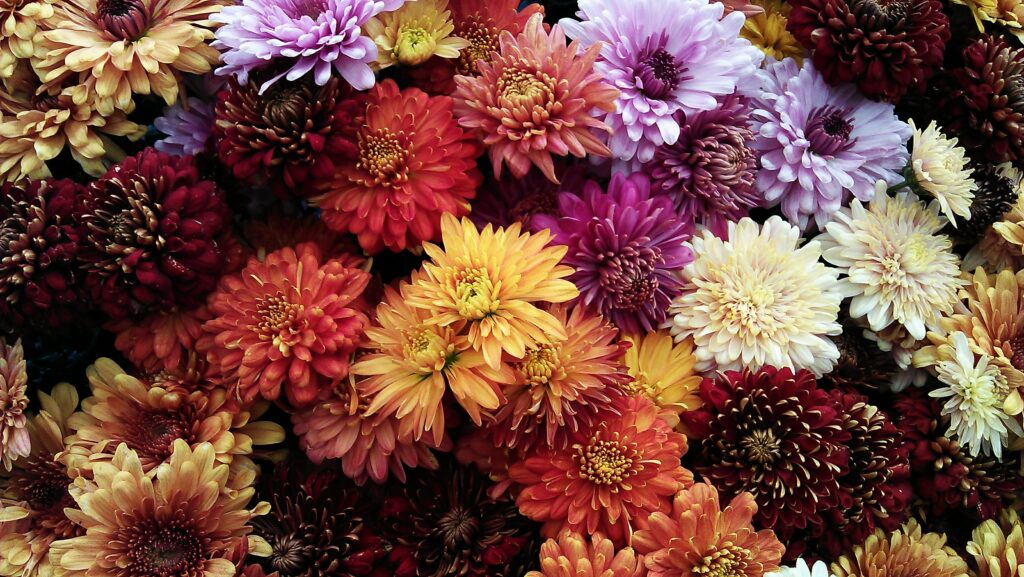 What temperature is too cold for mums ?