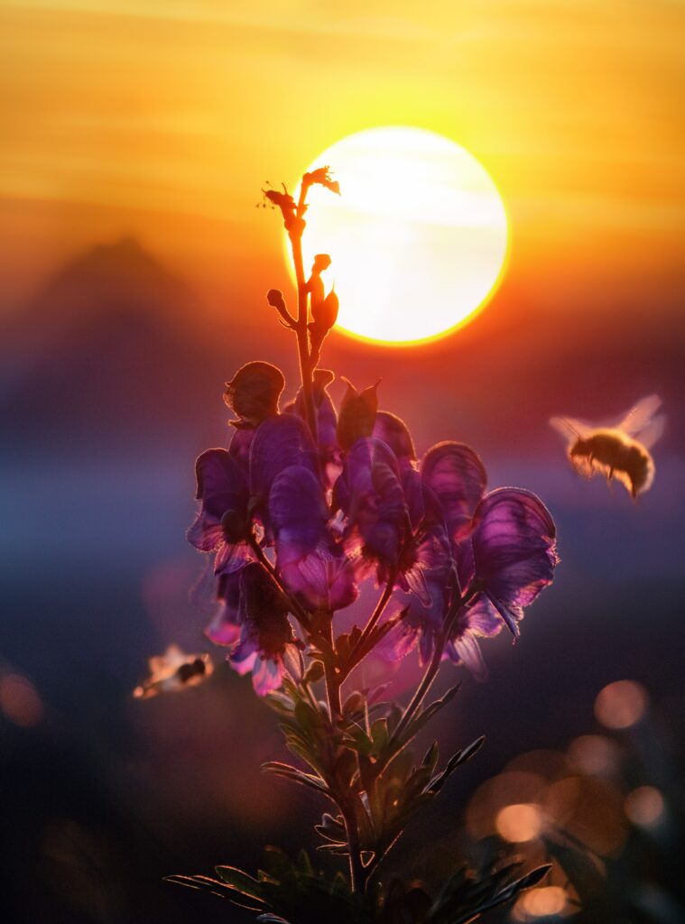 What is our suns age