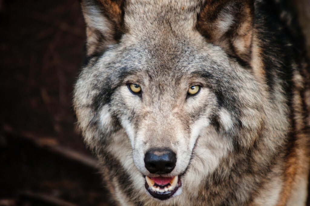 How big was a dire wolf ?