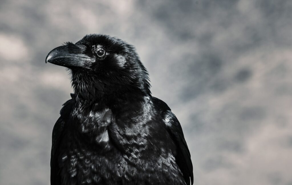 What is maleficents crow name