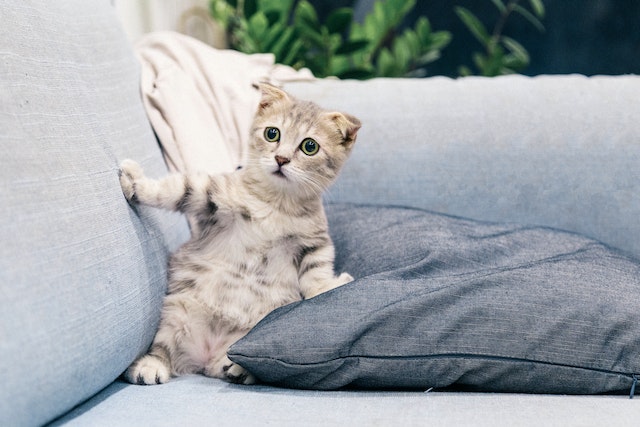 What is a cat punch