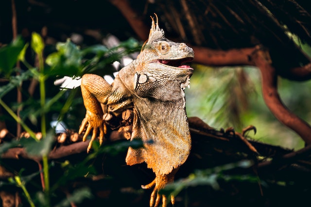 When did dragons go extinct