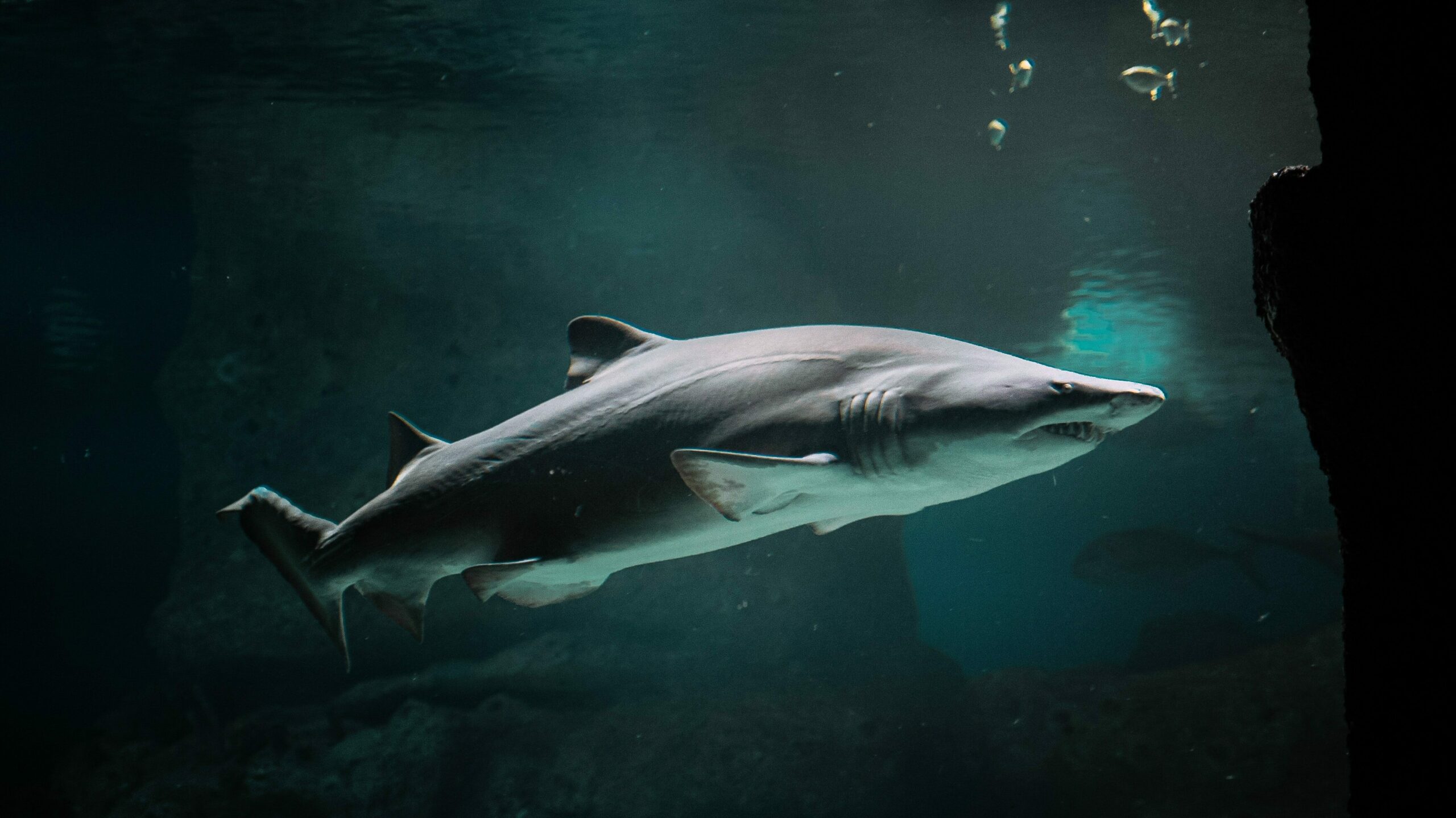 Shark