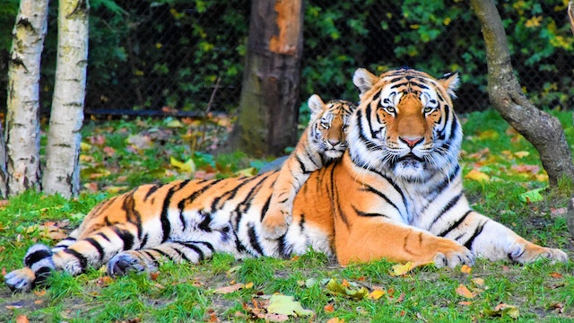 What is the strongest animal per pound