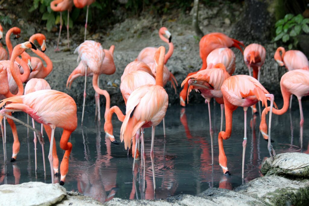 What does a flamingo mean in swinging