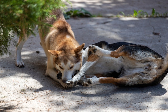 Which is the best fighting dog in the world?