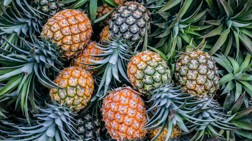 How long does 1 pineapple take to grow?