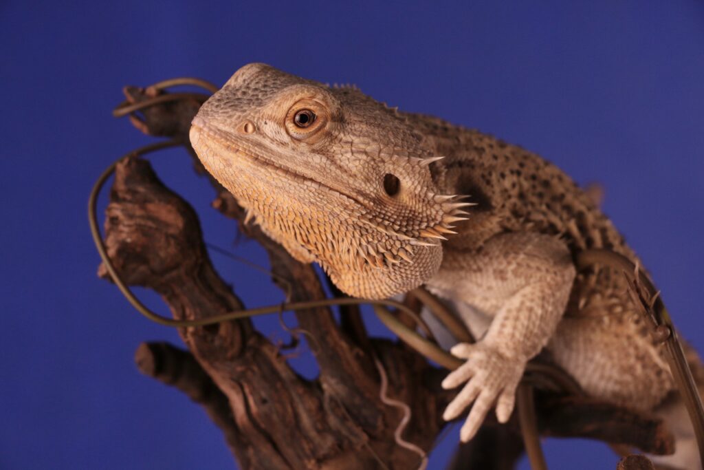 Do Beardies like Tomatoes?