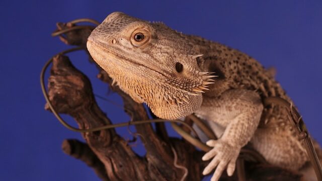 Are grapes good for beardies ?